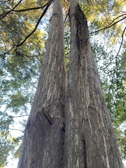 Juniperus virginiana