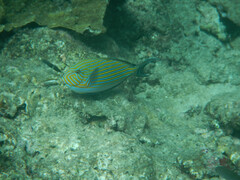 Acanthurus lineatus
