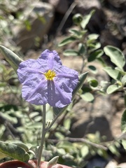 Solanum hindsianum