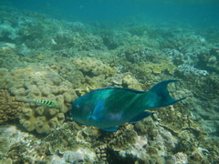 Chlorurus microrhinos