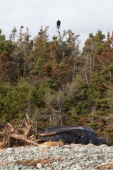 Dermochelys coriacea