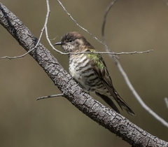 Chrysococcyx lucidus