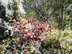 Gaultheria antipoda