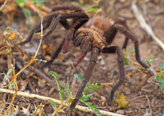 Aphonopelma anax