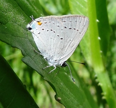 Satyrium sylvinus