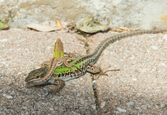 Podarcis siculus