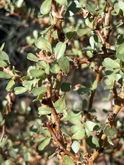 Jatropha cuneata