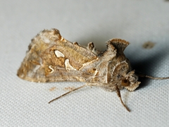 Chrysodeixis argentifera