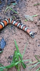 Lampropeltis pyromelana