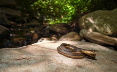 Thamnophis hammondii
