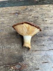 Lactarius olympianus