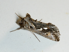 Chrysodeixis argentifera