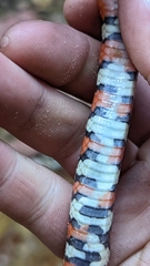 Lampropeltis pyromelana