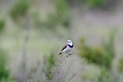 Epthianura albifrons