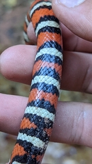 Lampropeltis pyromelana