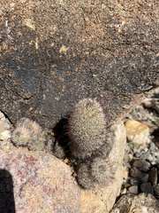 Mammillaria dioica dioica