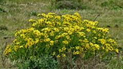 Senecio selloi