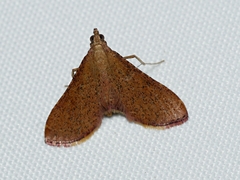 Endotricha ignealis