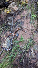 Lampropeltis pyromelana