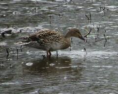 Anas platyrhynchos × acuta