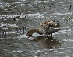 Anas platyrhynchos × acuta