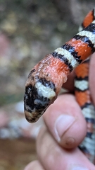 Lampropeltis pyromelana
