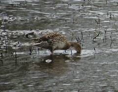 Anas platyrhynchos × acuta