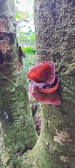 Auricularia fuscosuccinea