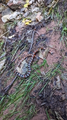 Lampropeltis pyromelana