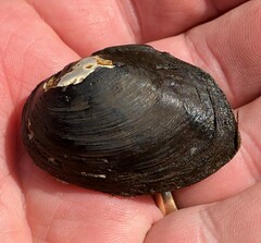 Pleurobema strodeanum