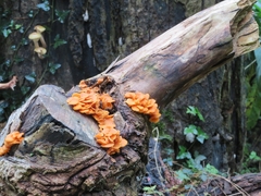 Favolaschia claudopus