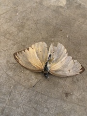 Ascia monuste monuste