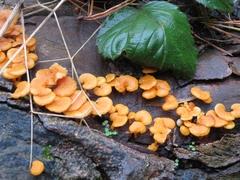 Favolaschia claudopus