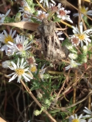 Agrotis gladiaria