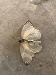 Ascia monuste monuste