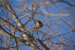 Carduelis carduelis