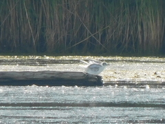 Chroicocephalus philadelphia