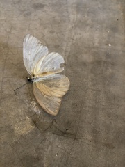 Ascia monuste monuste