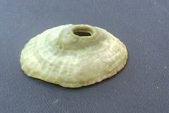 Fissurella virescens