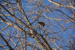 Carduelis carduelis