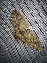 Pseuderannis lomozemia