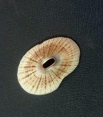 Fissurella microtrema