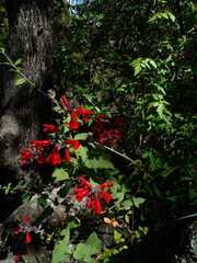 Salvia pulchella