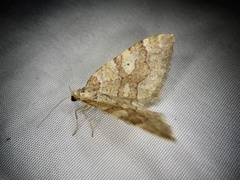 Idiotephria evanescens