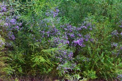 Prostanthera violacea