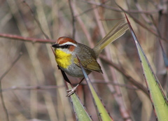 Basileuterus rufifrons
