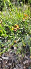 Dillwynia sericea