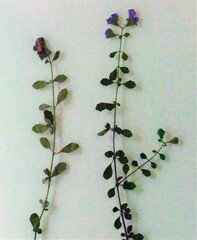 Prostanthera violacea