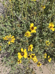 Encelia asperifolia