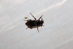 Nicrophorus pustulatus